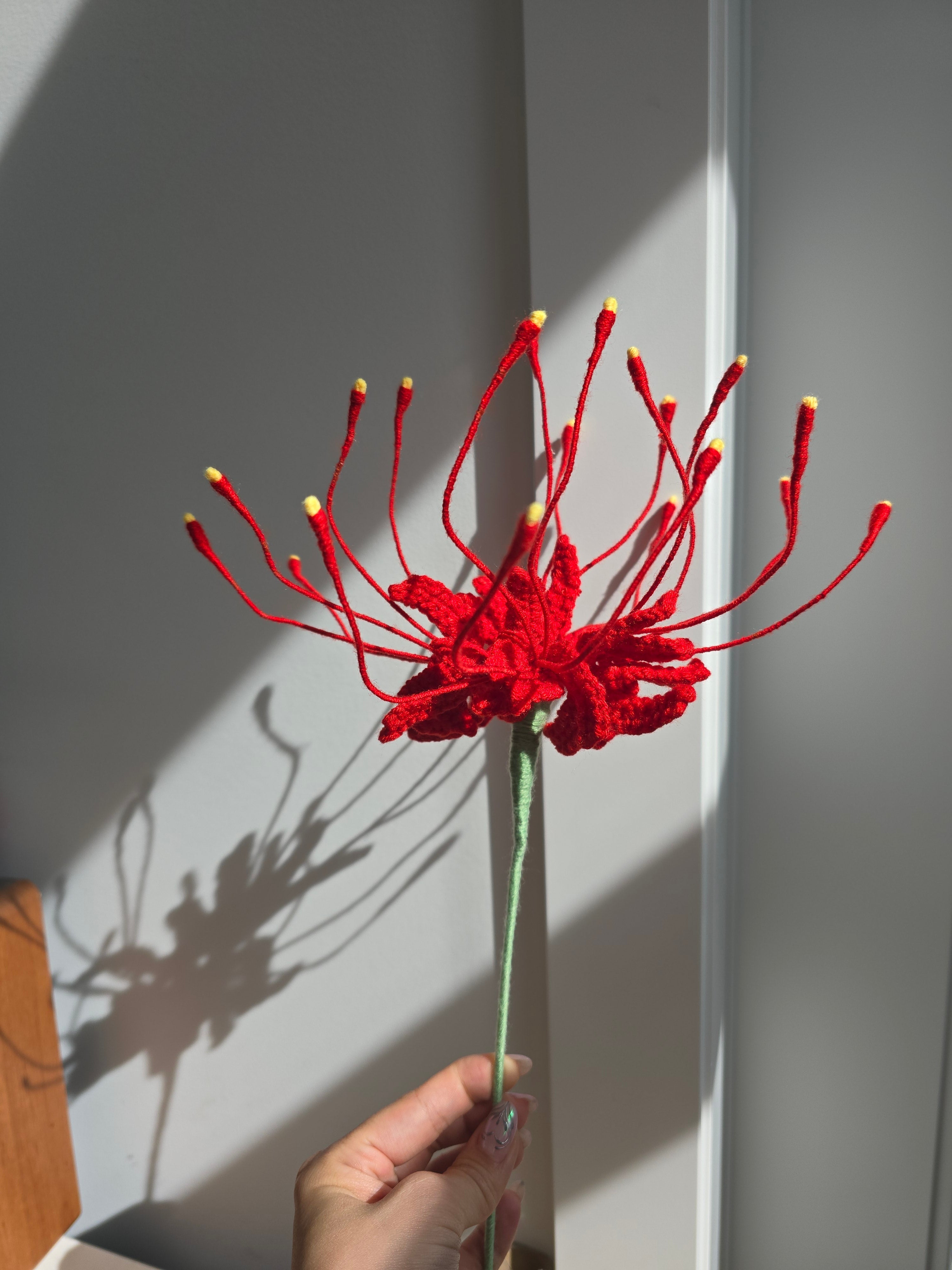 Spider Lily