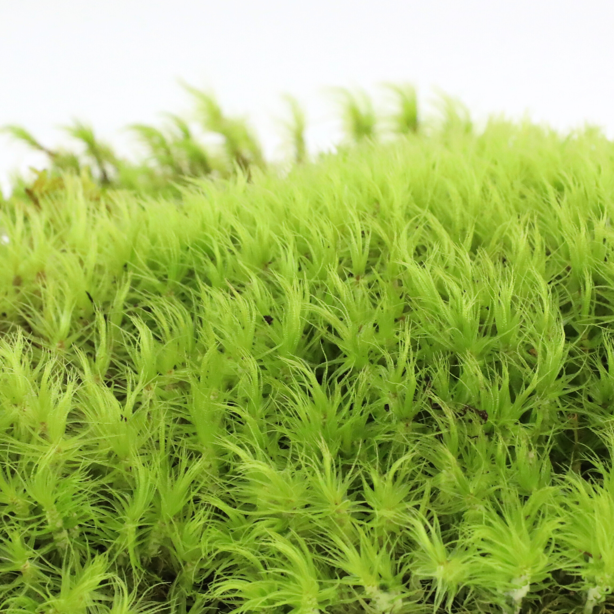Mood Moss - Revita-Moss (Dicranum)