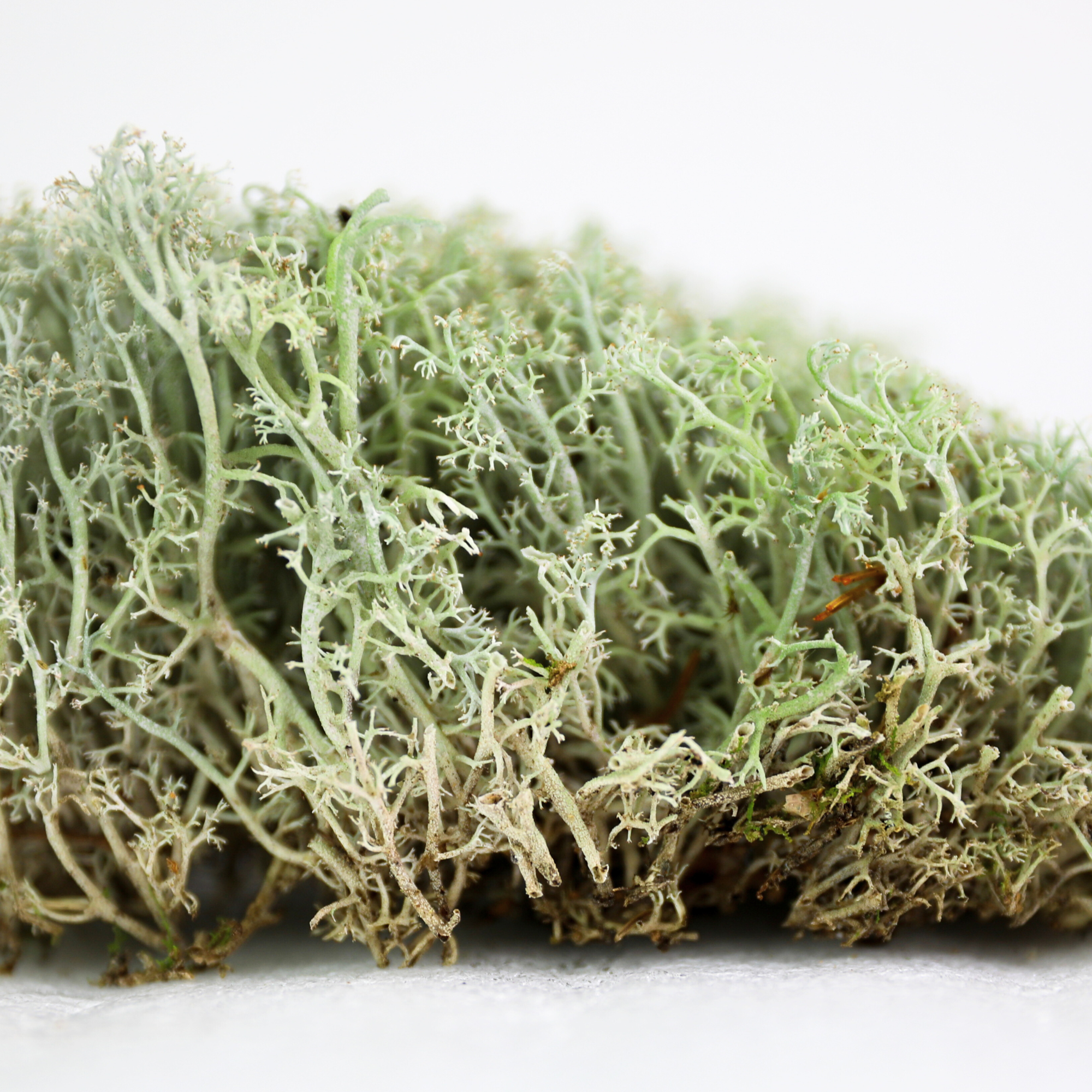 Lichen - Revita-Moss (Cladonia arbuscula)