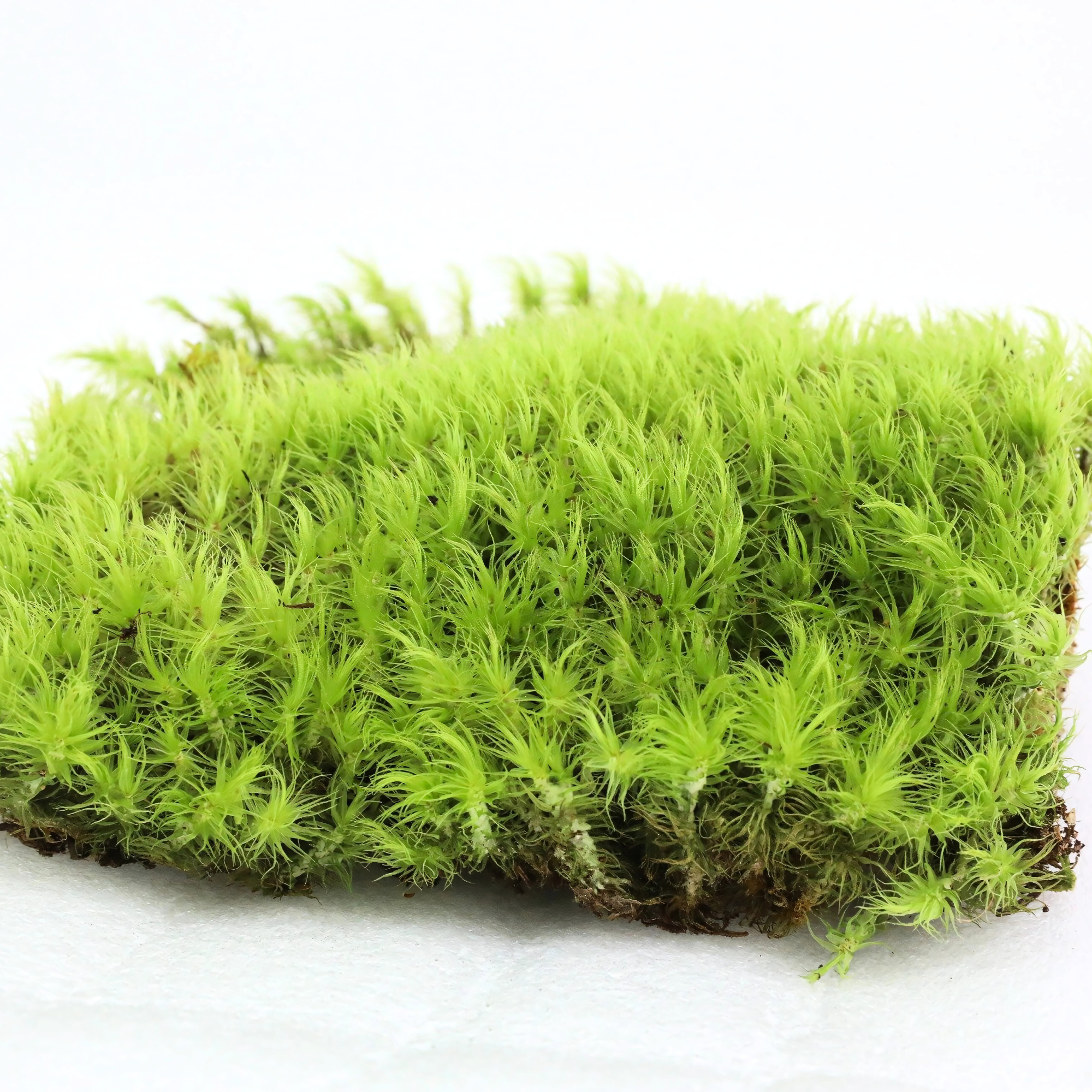 Mood Moss - Revita-Moss (Dicranum)