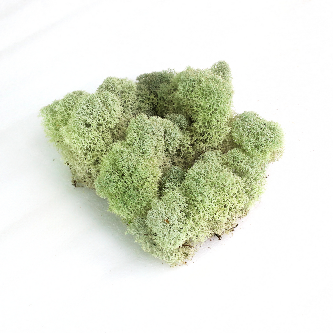 Natural Canadian Reindeer Moss - Revita-Moss