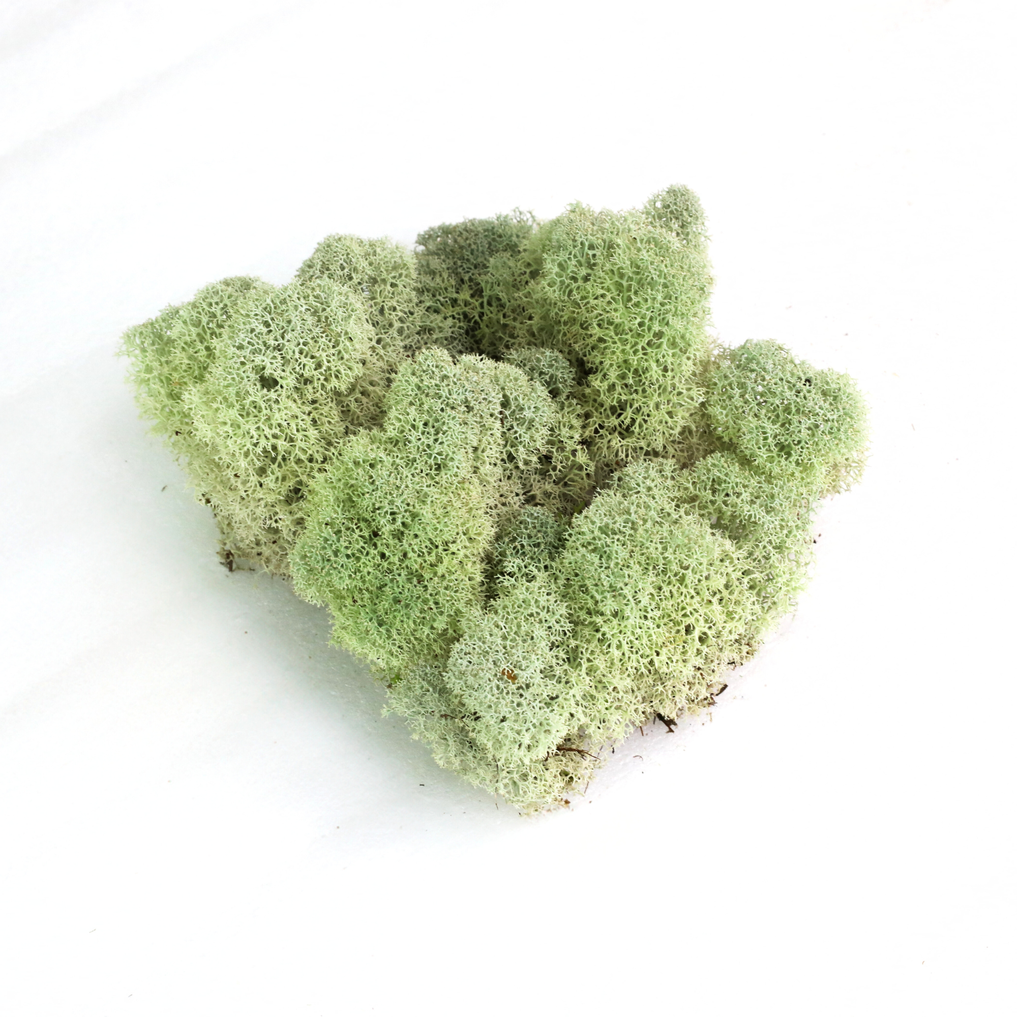 Natural Canadian Reindeer Moss - Revita-Moss