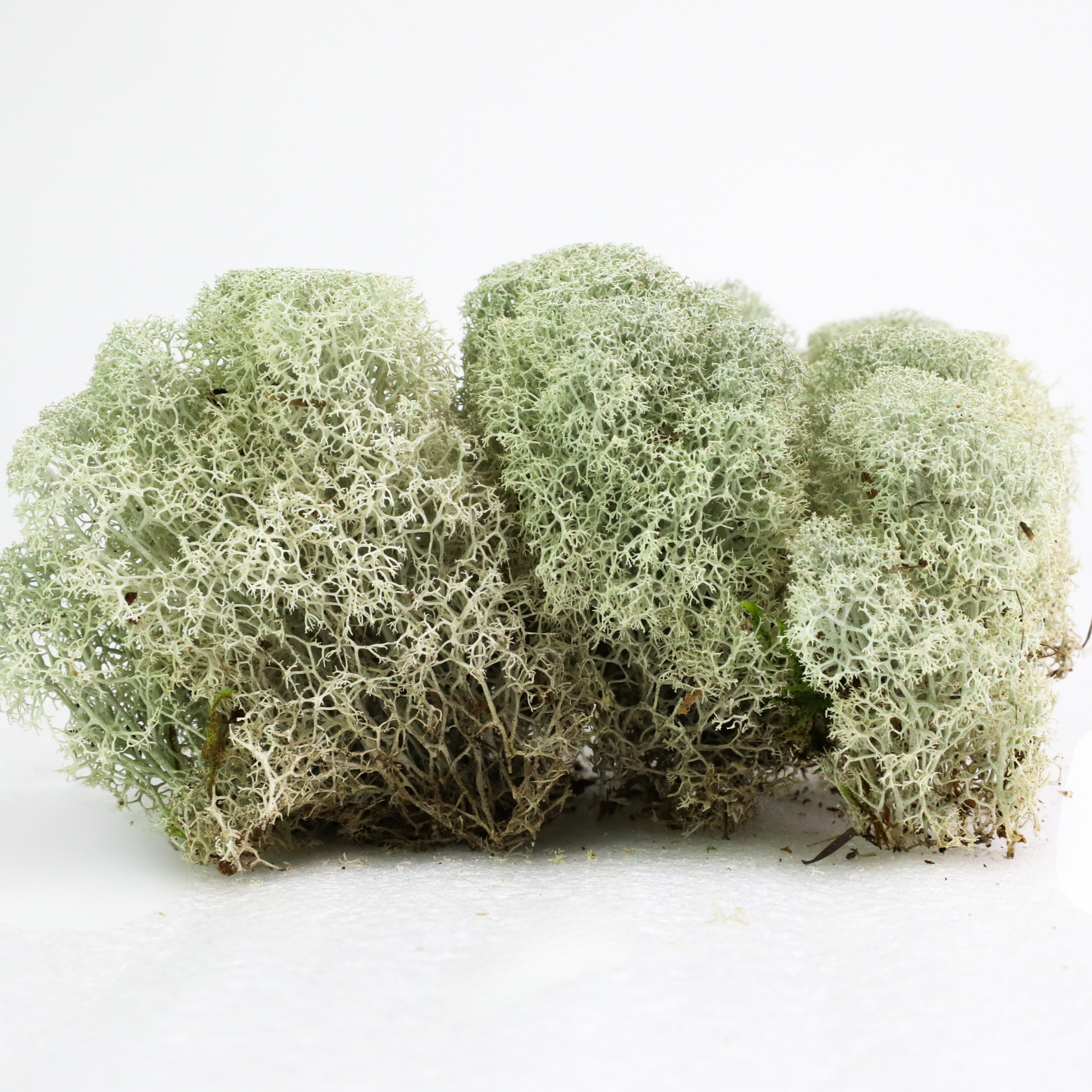 Natural Canadian Reindeer Moss - Revita-Moss