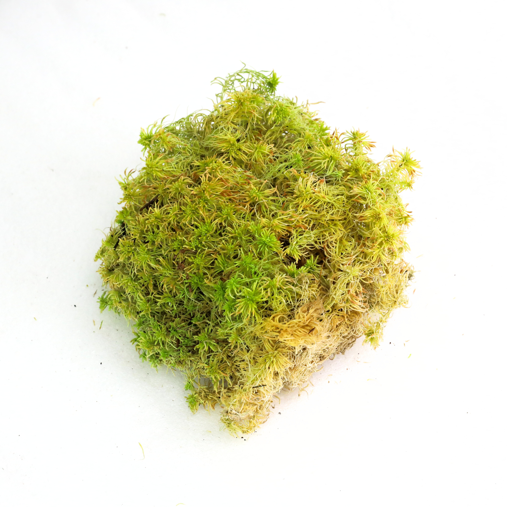 Natural Canadian Sphagnum Moss - Revita-Moss