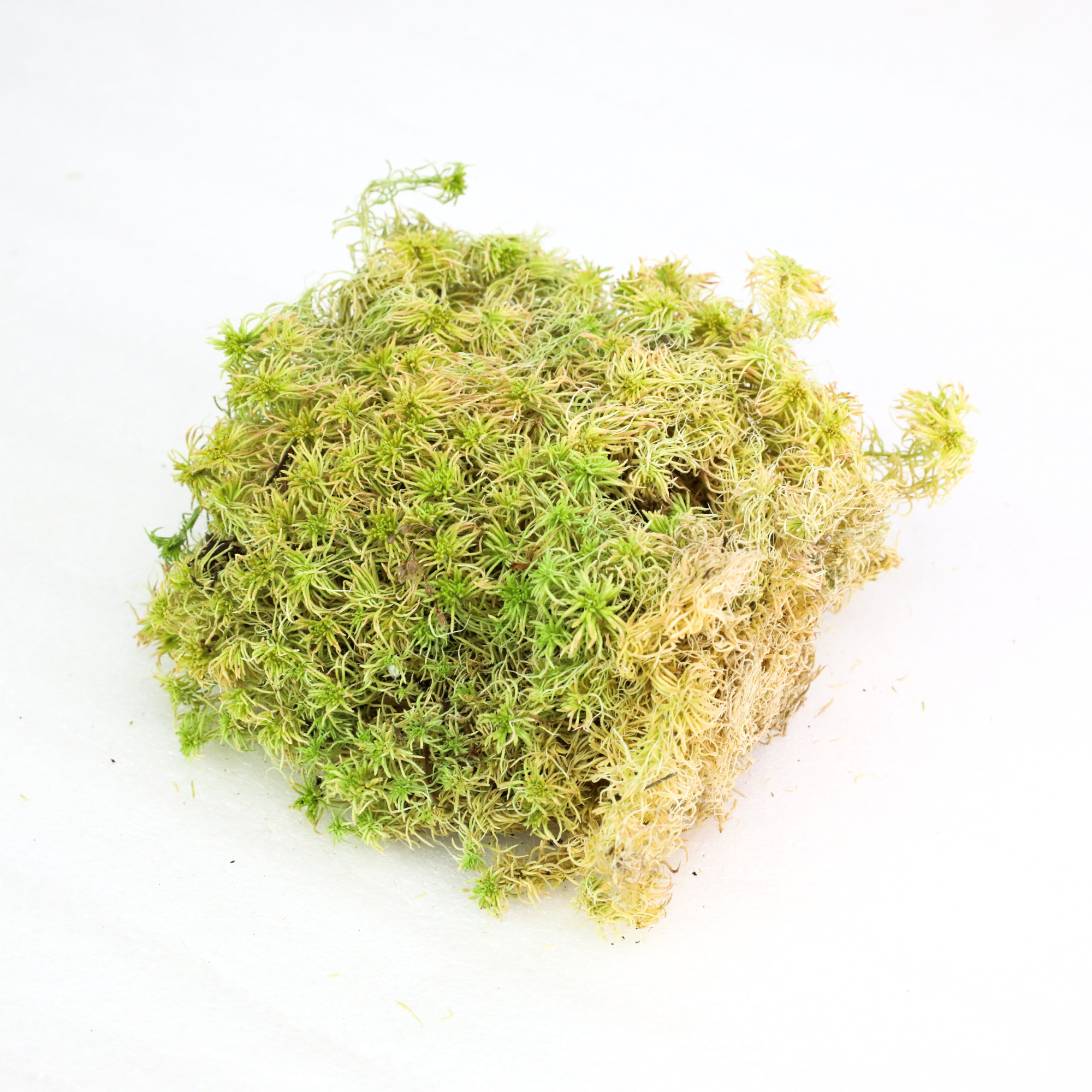 Natural Canadian Sphagnum Moss - Revita-Moss