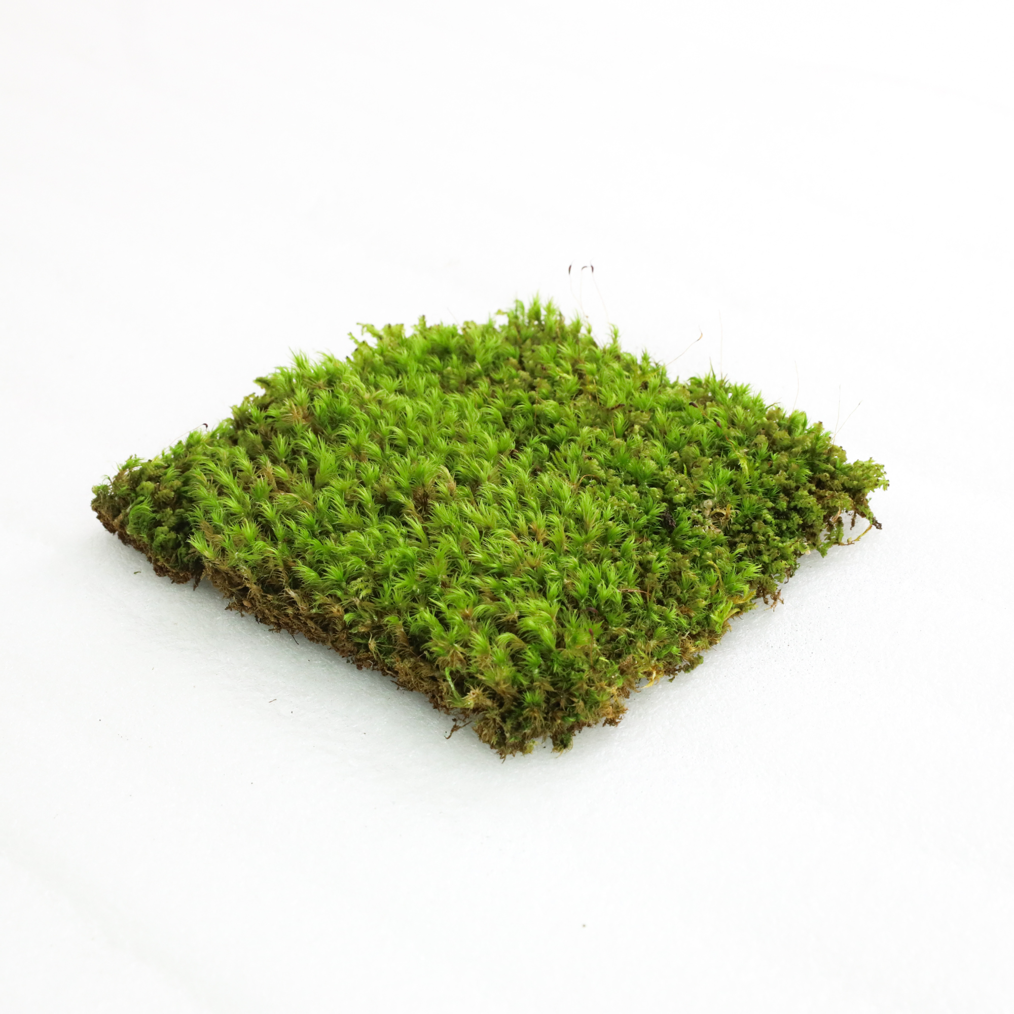 Mood Moss - Revita-Moss (Dicranum)