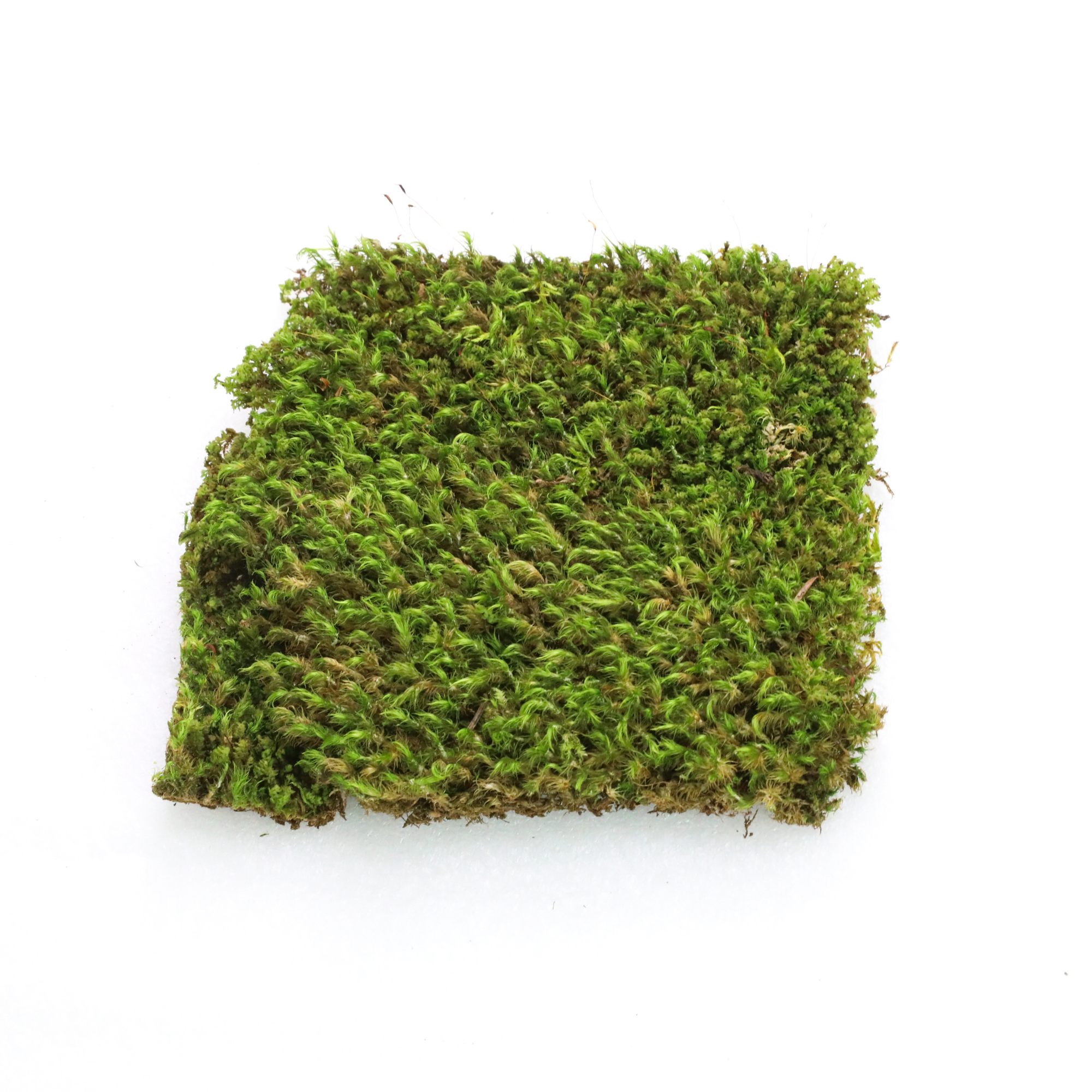 Mood Moss - Revita-Moss (Dicranum)