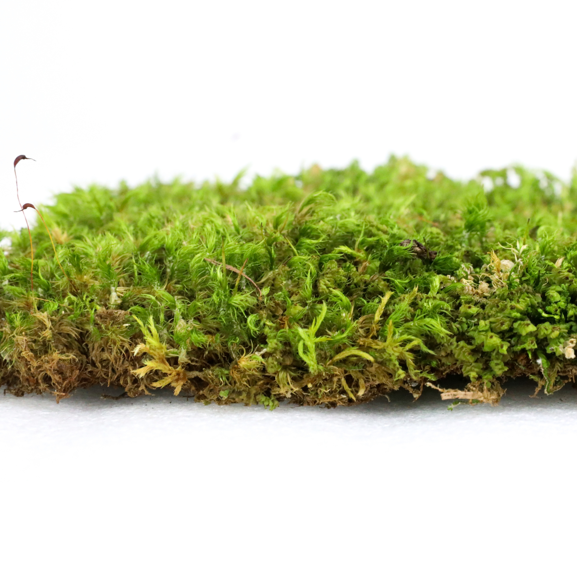 Mood Moss - Revita-Moss (Dicranum)