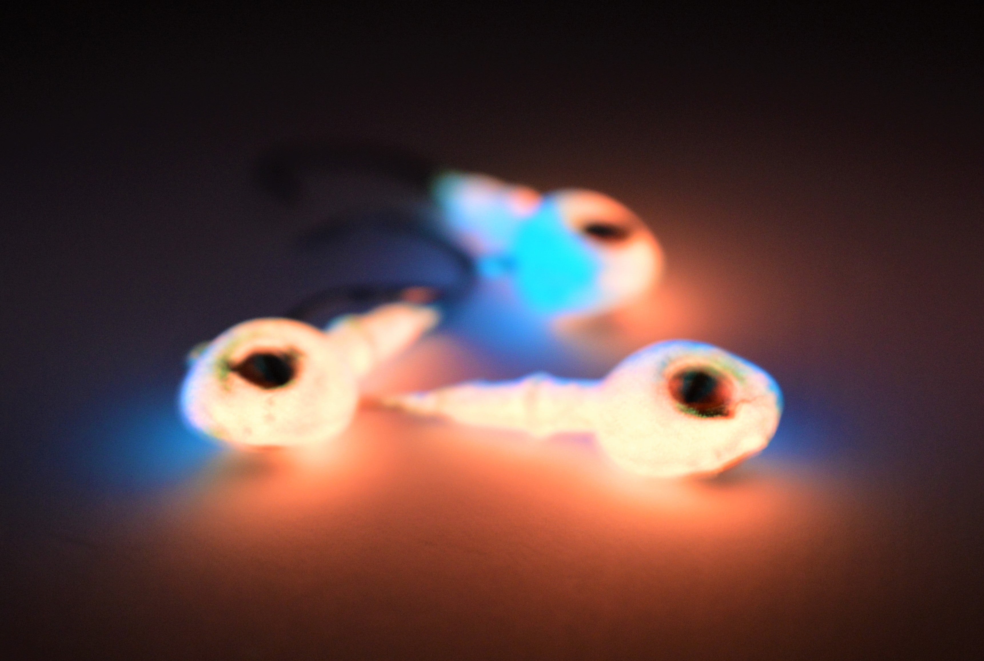 🍁Big Sky Snake Eye 1/4oz Glow Jigs 3/pack