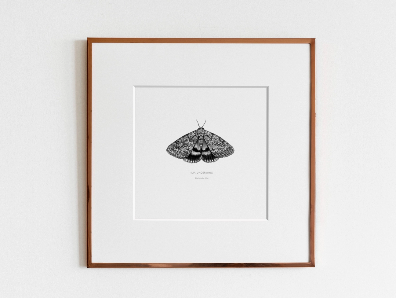ElizabethAnnFrancis Ilia Underwing Moth 5X5" - Art Noise