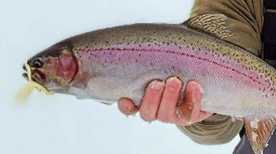 šBlack Pine 2.75" Tubes 3/pk