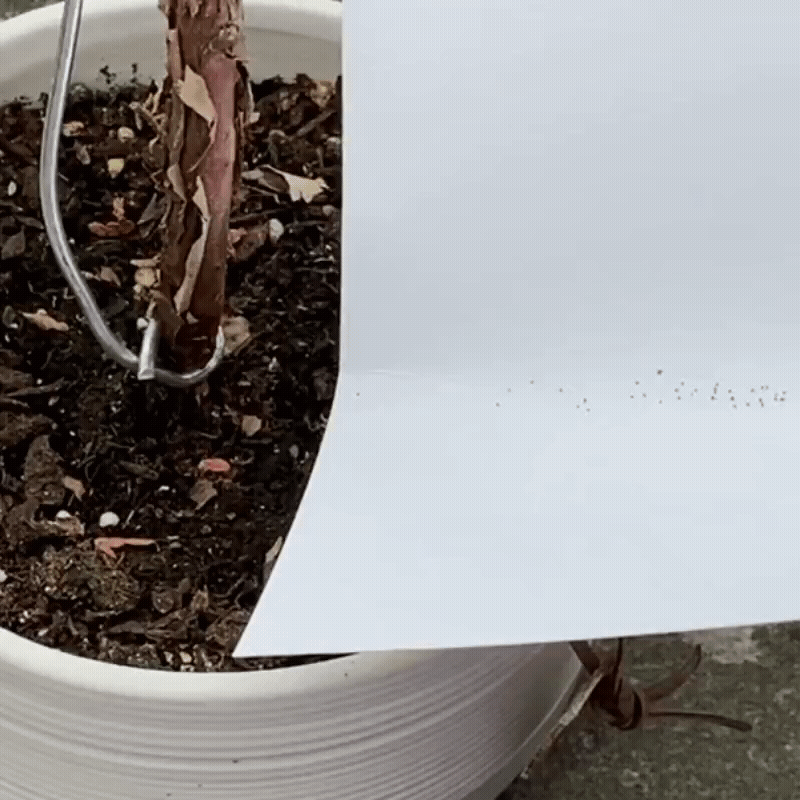 Premium Irish Moss Seeds - Sagina Subulata Seeds