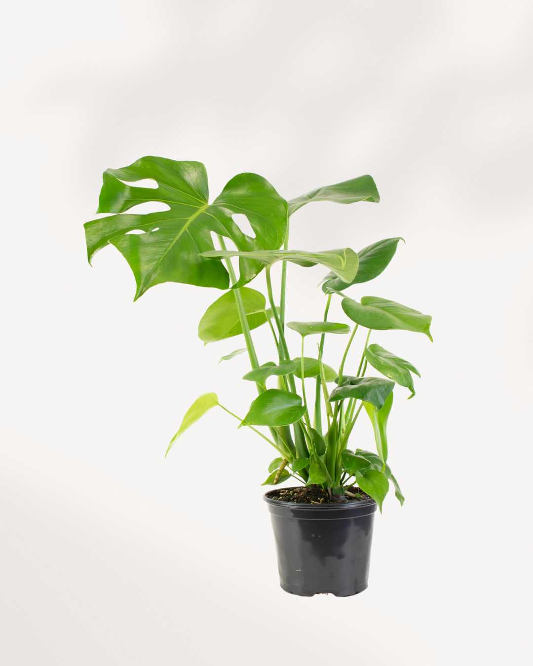 Monstera Deliciosa - Swiss Cheese Plant Deliciosa