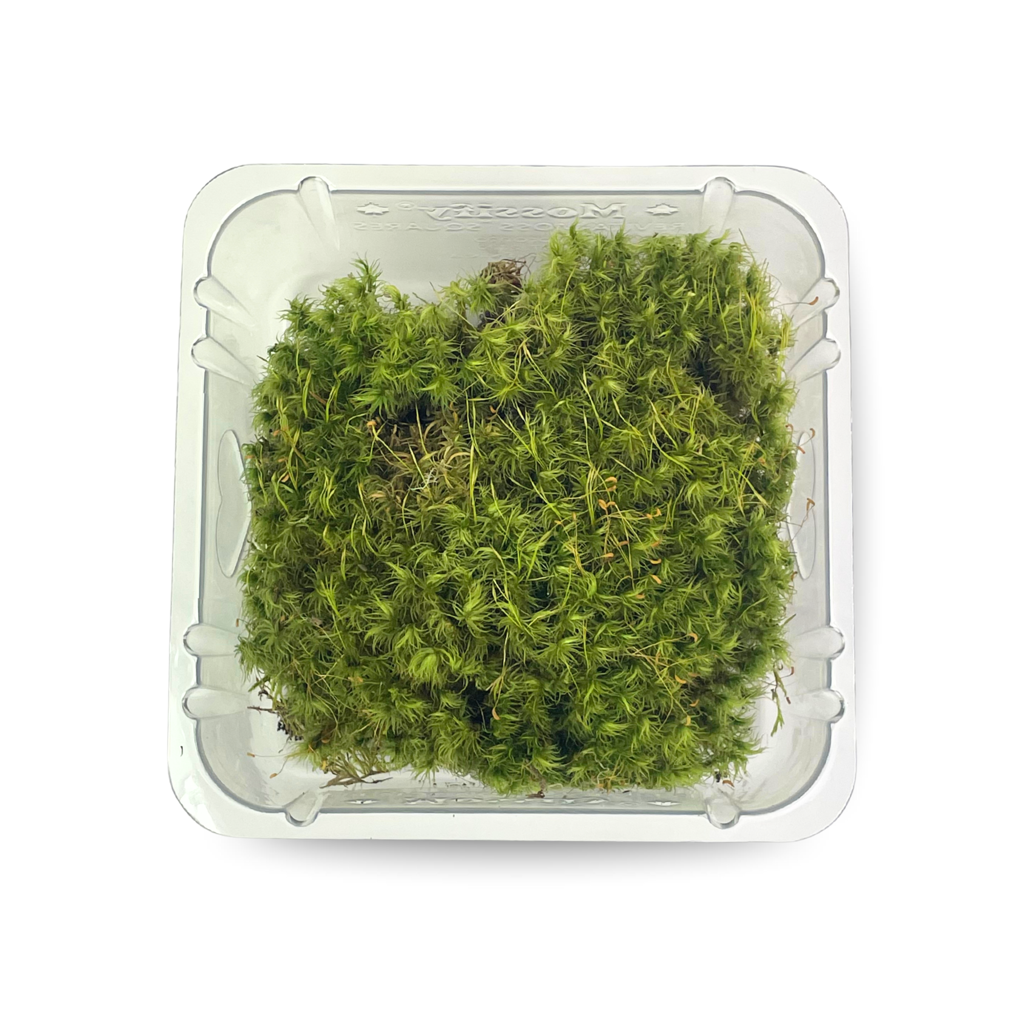 Mood Moss - Revita-Moss (Dicranum)