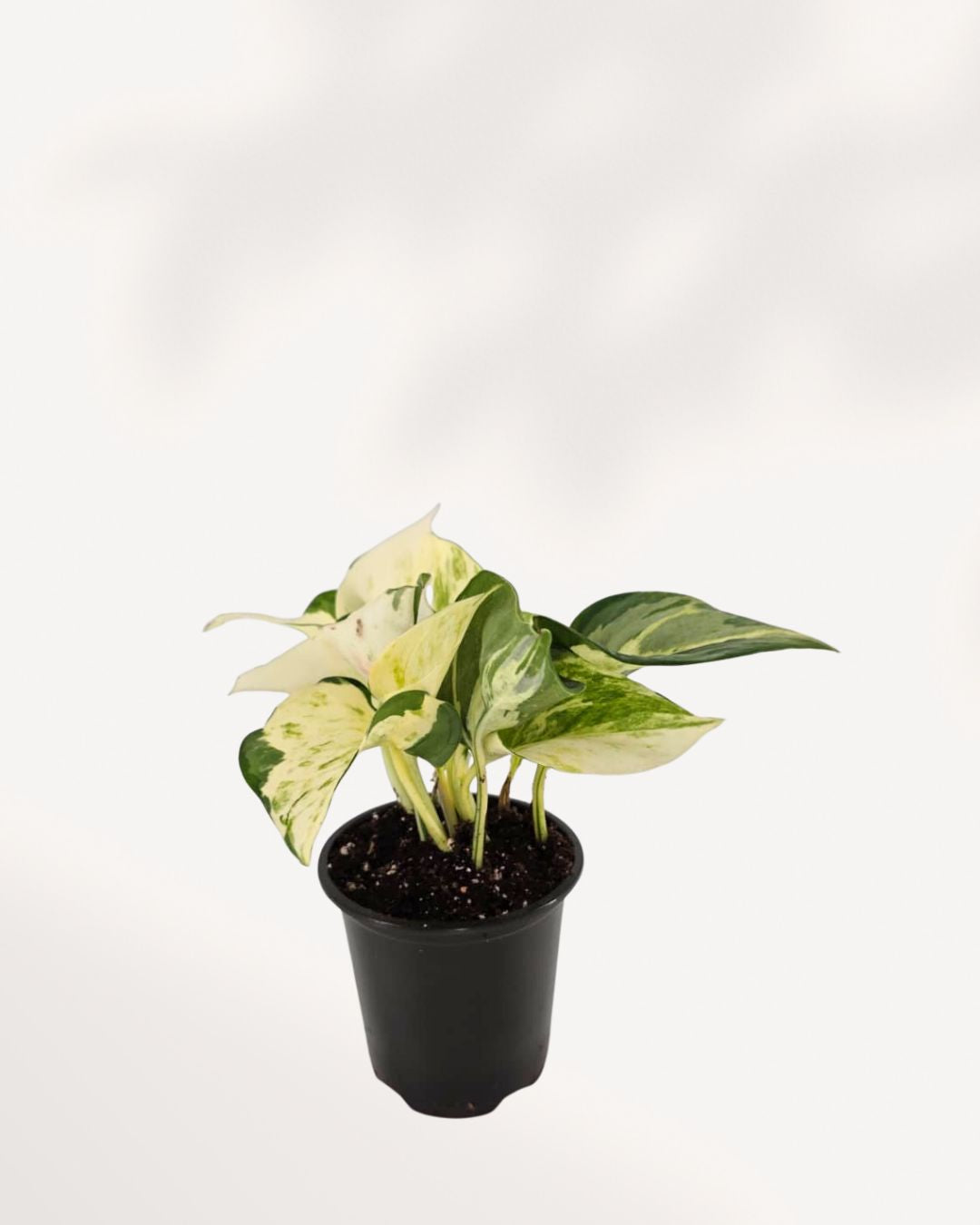 Pothos Majula - Epipremnum Aureum Manjula