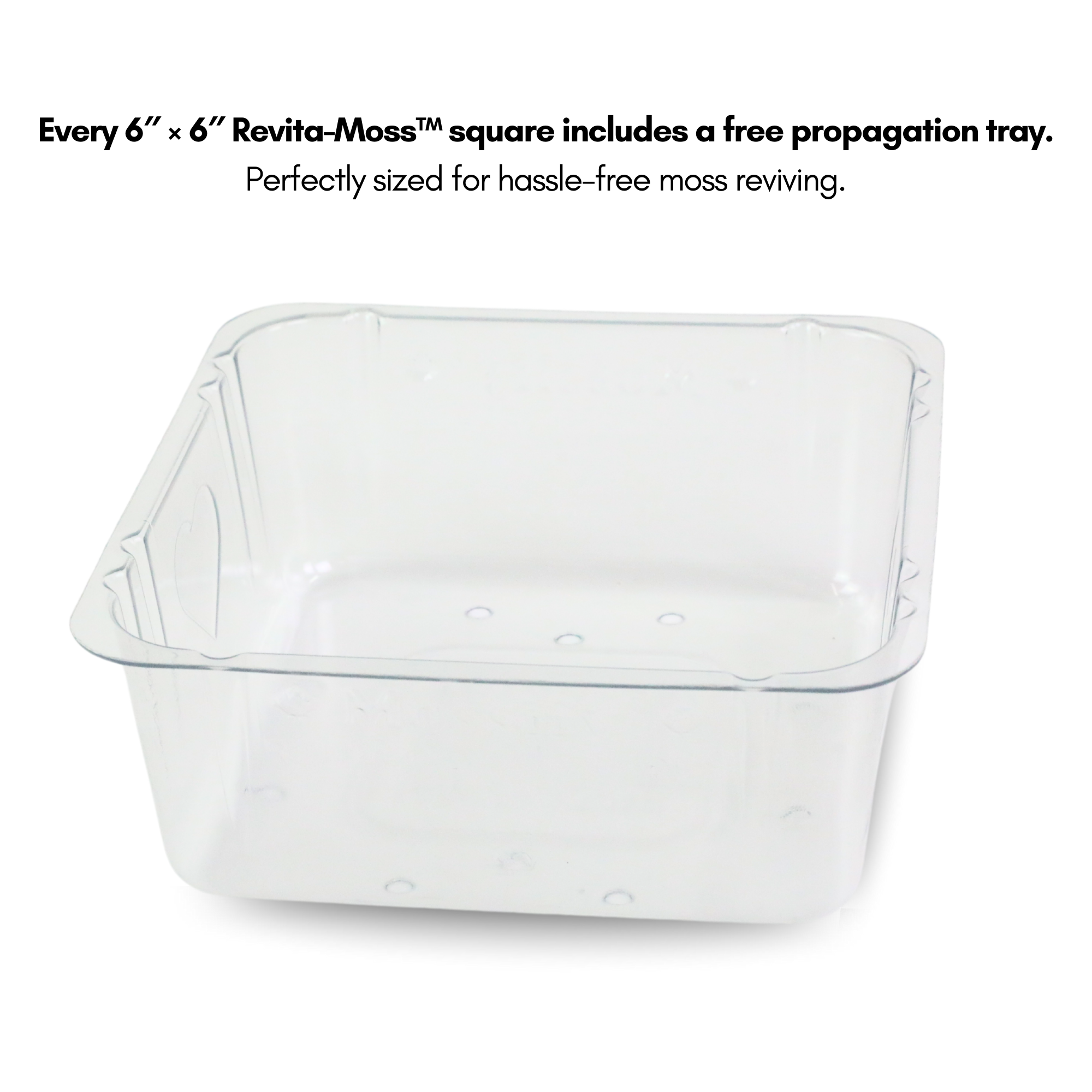 Lichen - Revita-Moss (Cladonia arbuscula)