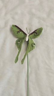 Luna Moth
