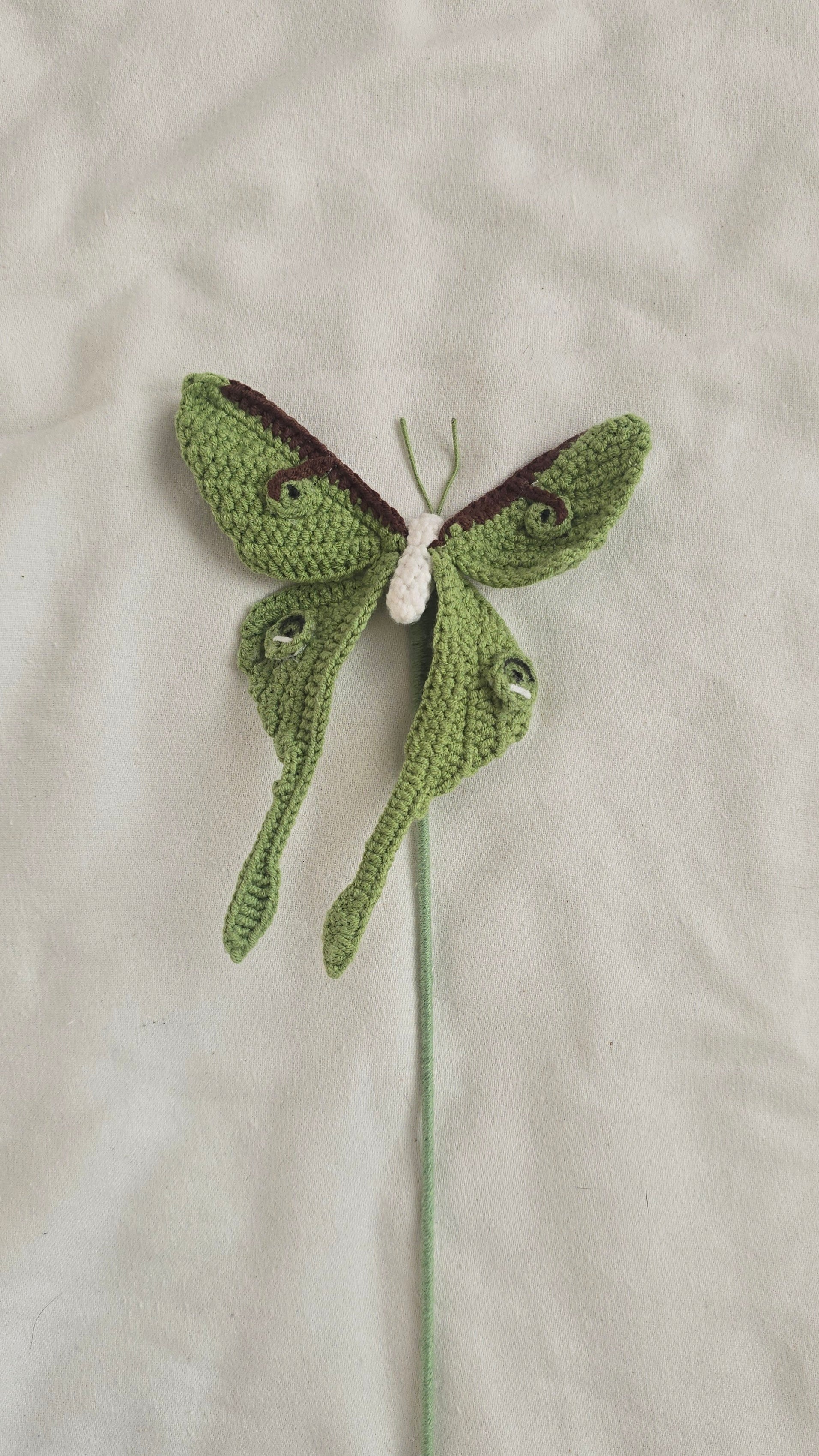 Luna Moth