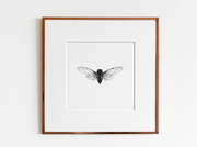 ElizabethAnnFrancis - Canadian Cicada (Okanagana canadensis) Print - Art Noise