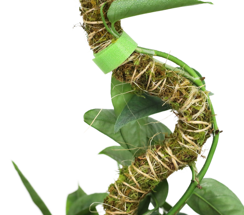 The Bendable Moss Pole™ 𝘛𝘏𝘐𝘕