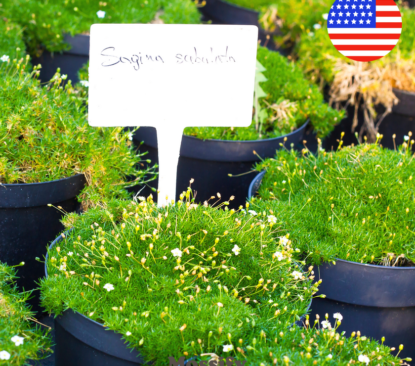 Premium Irish Moss Seeds - Sagina Subulata Seeds