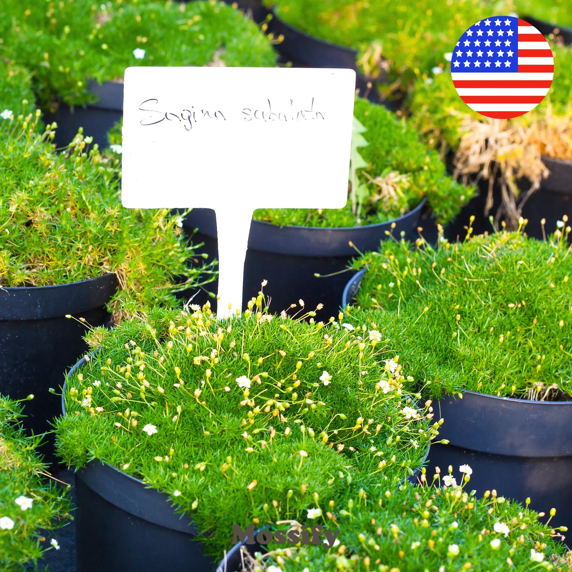 Premium Irish Moss Seeds - Sagina Subulata Seeds Mossify product_type art-noise.myshopify.com premium-irish-moss-seeds-sagina-subulata-seeds Premium Irish Moss Seeds - Sagina Subulata Seeds Mossify  art-noise.myshopify.com premium-irish-moss-seeds-sagina-subulata-seeds