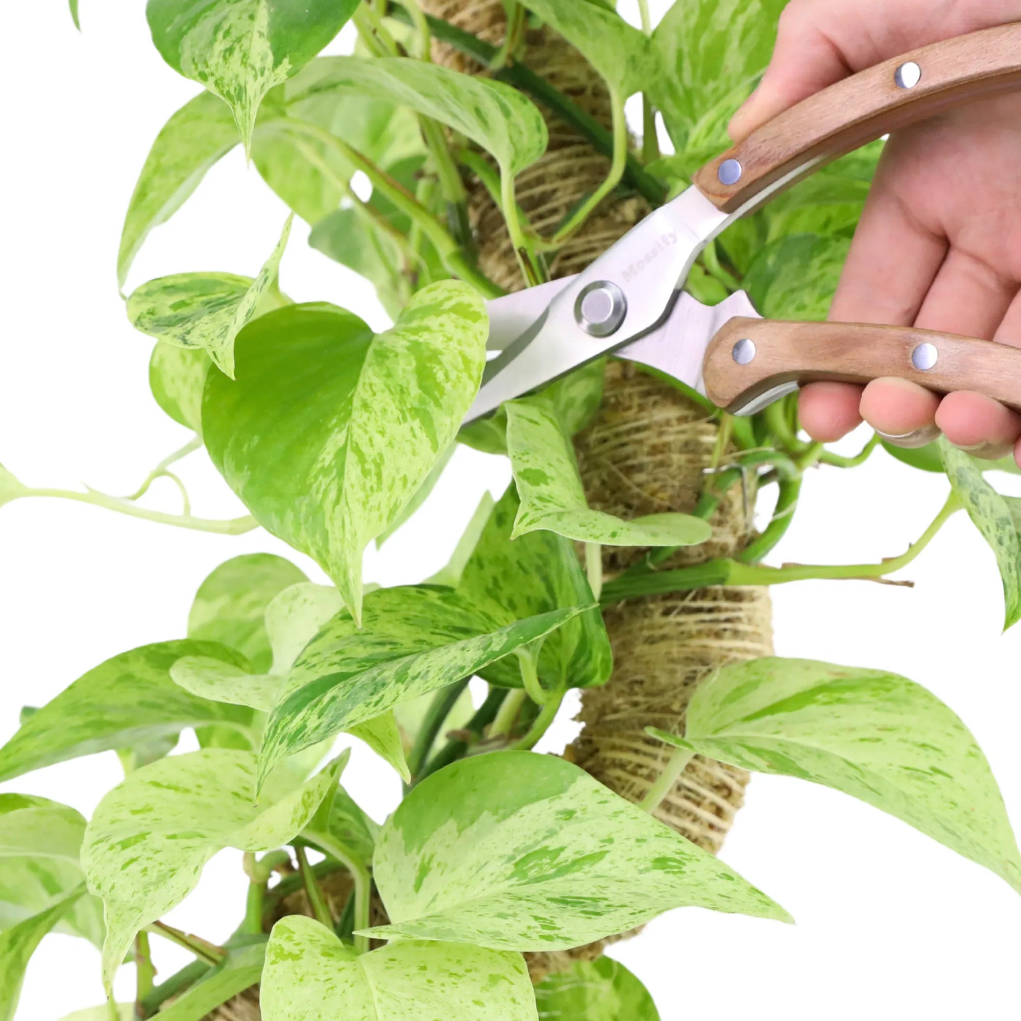 Slim Garden Utility Shears Mossify Accessories art-noise.myshopify.com slim-garden-utility-shears Slim Garden Utility Shears Mossify Accessories art-noise.myshopify.com slim-garden-utility-shears