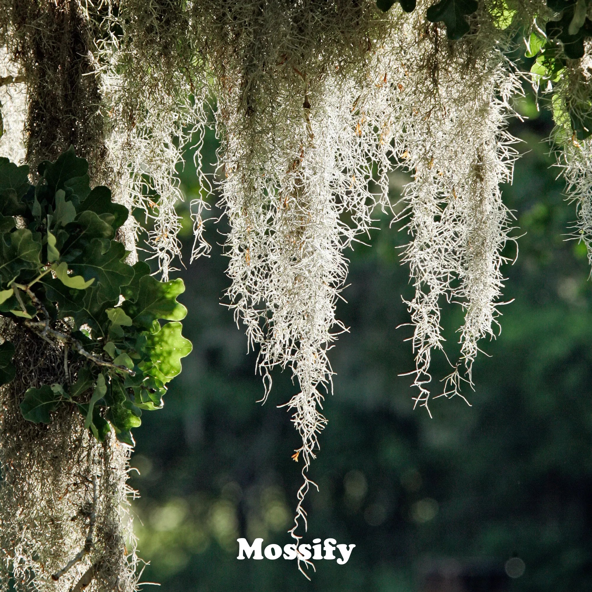 Premium Spanish Moss Mossify product_type art-noise.myshopify.com premium-spanish-moss Premium Spanish Moss Mossify  art-noise.myshopify.com premium-spanish-moss