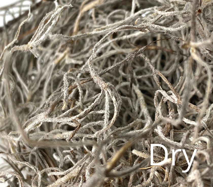 Premium Spanish Moss