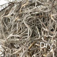 Premium Spanish Moss