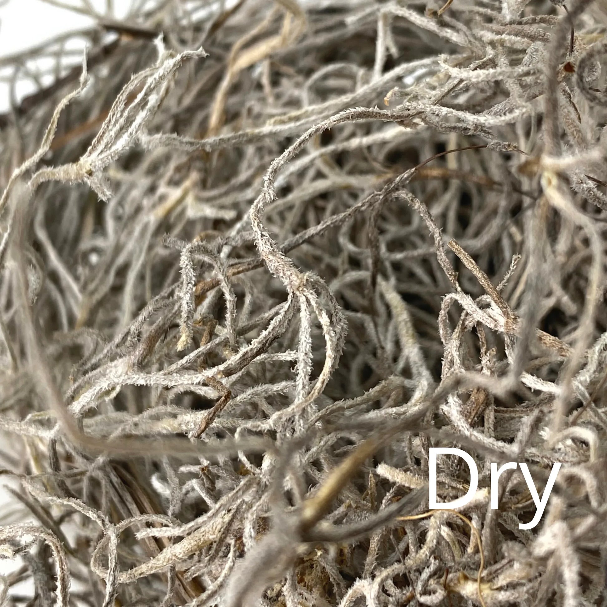 Premium Spanish Moss Mossify product_type art-noise.myshopify.com premium-spanish-moss Premium Spanish Moss Mossify  art-noise.myshopify.com premium-spanish-moss