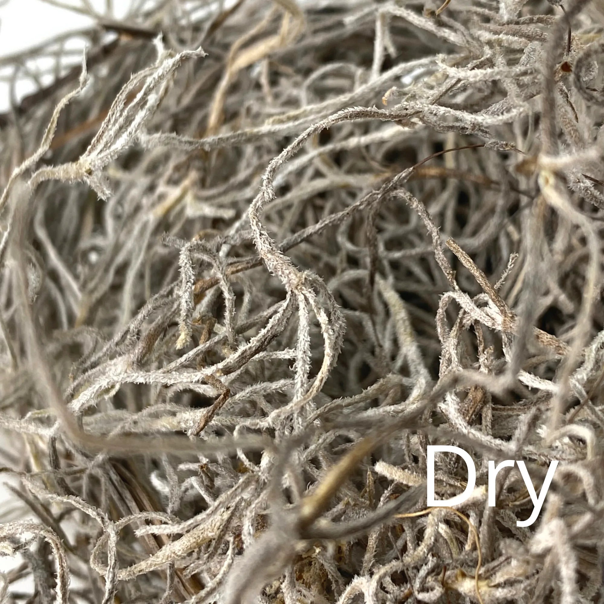 Premium Spanish Moss Mossify product_type art-noise.myshopify.com premium-spanish-moss Premium Spanish Moss Mossify  art-noise.myshopify.com premium-spanish-moss