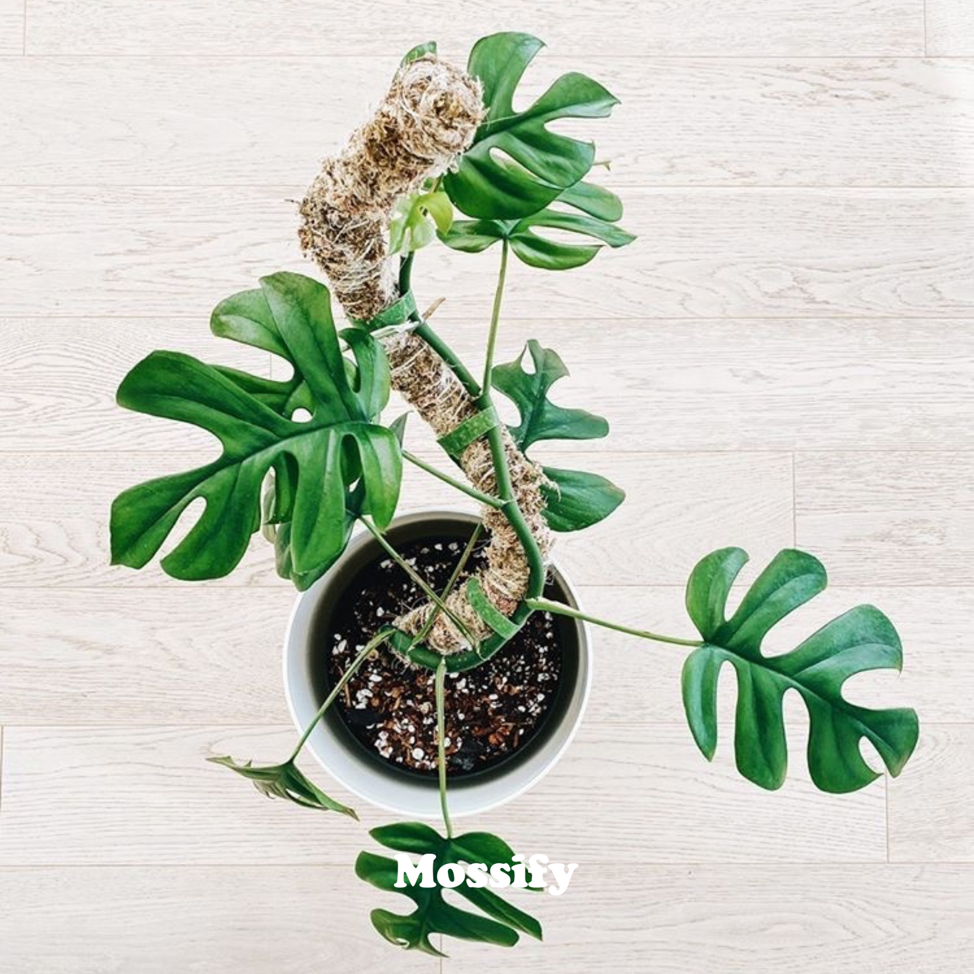 The Original Bendable Moss Pole™ - Best Seller (Pins Included) Mossify Accessories art-noise.myshopify.com the-original-bendable-moss-pole-best-seller-pins-included-1