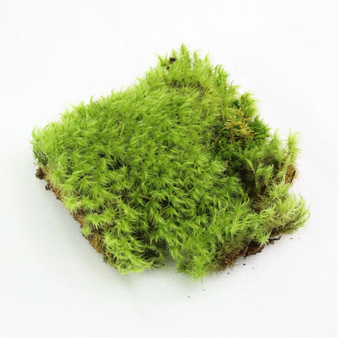 Mood Moss - Revita-Moss (Dicranum) Mossify product_type art-noise.myshopify.com mood-moss-revita-moss-dicranum Mood Moss - Revita-Moss (Dicranum) Mossify  art-noise.myshopify.com mood-moss-revita-moss-dicranum