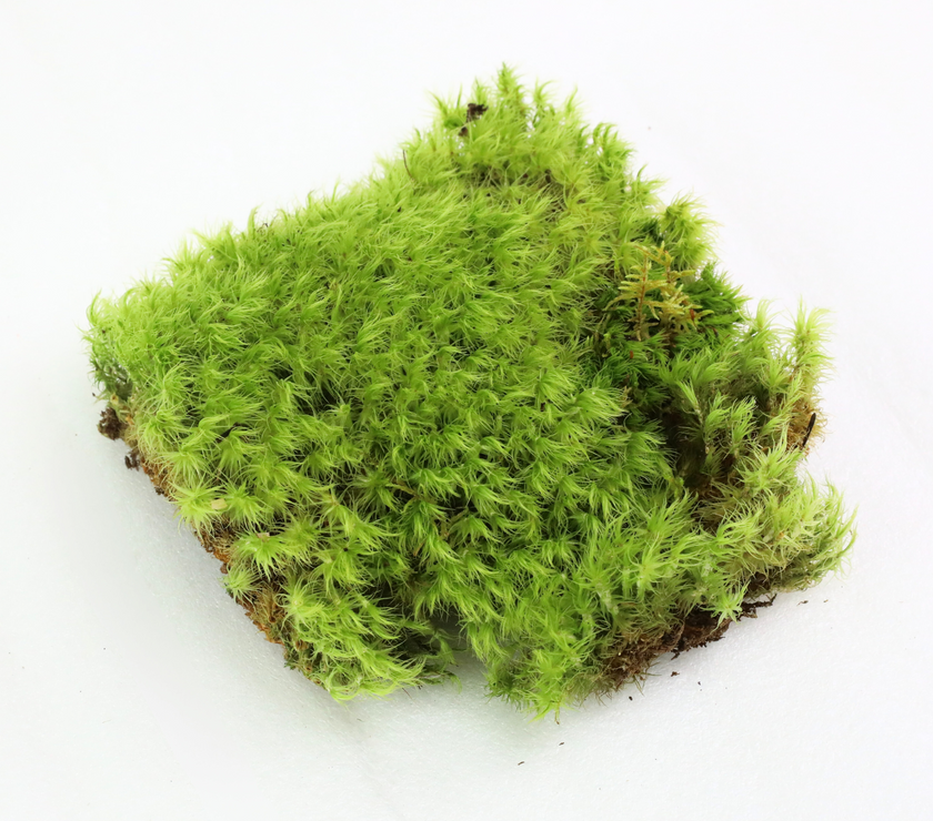 Mood Moss - Revita-Moss (Dicranum)