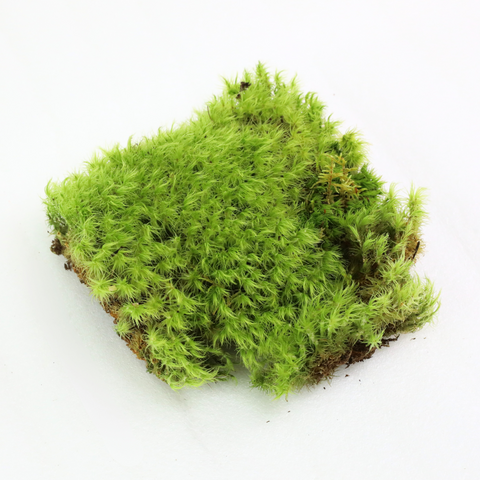 Mood Moss - Revita-Moss (Dicranum)