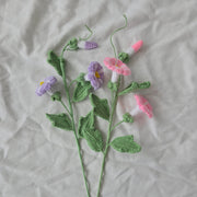 Morning Glory