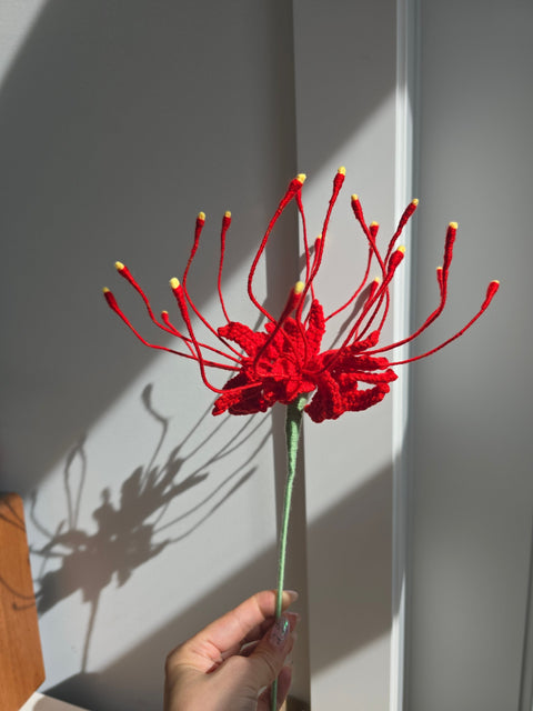 Spider Lily