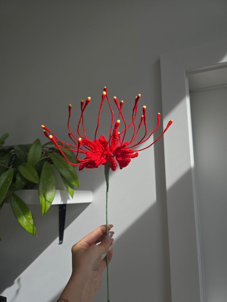 Spider Lily