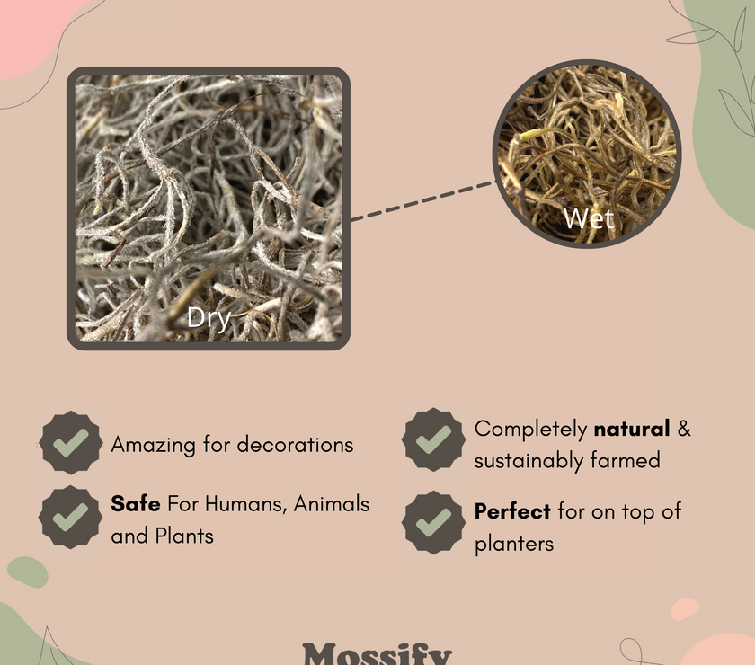 Premium Spanish Moss
