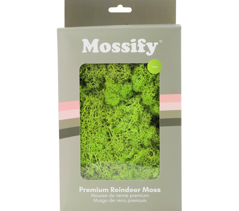 Premium Preserved Reindeer Moss