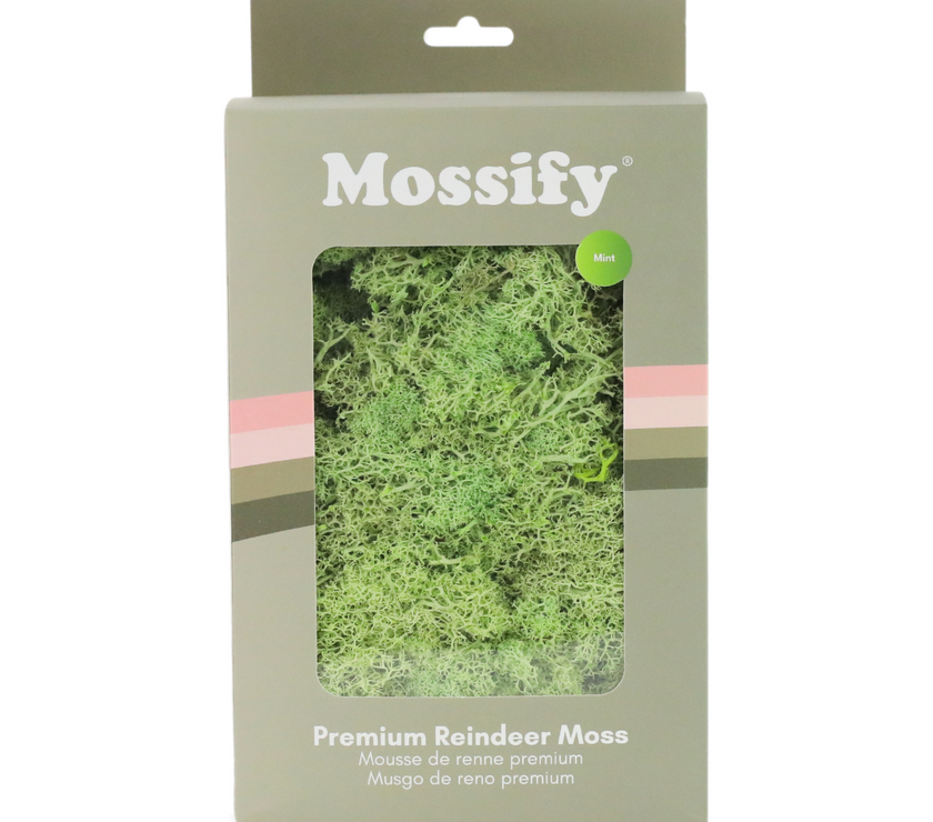 Premium Preserved Reindeer Moss