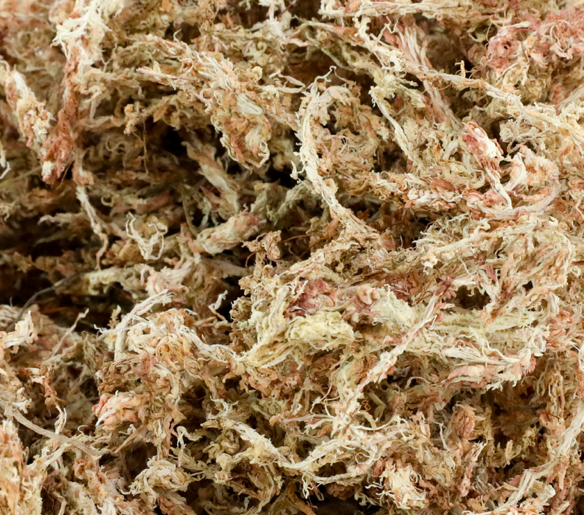 Premium Sphagnum Moss