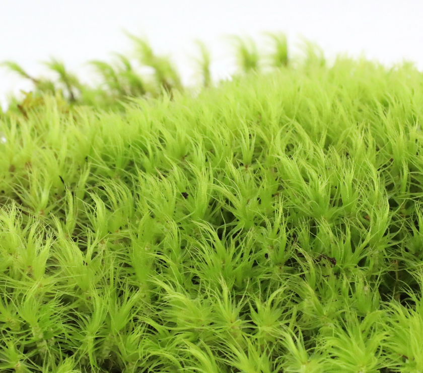 Mood Moss - Revita-Moss (Dicranum)