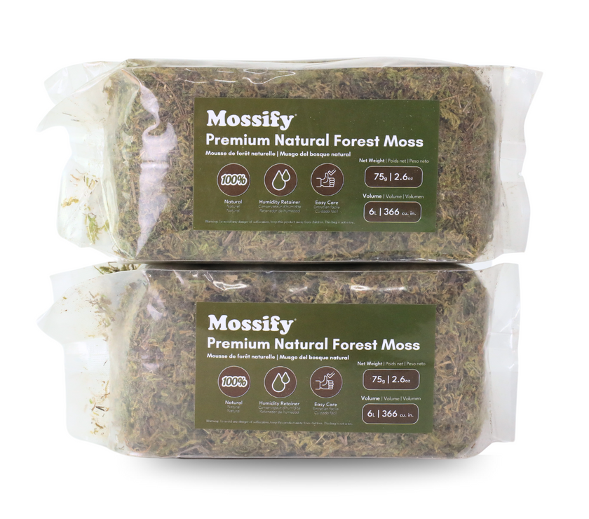 Premium Natural Forest Moss
