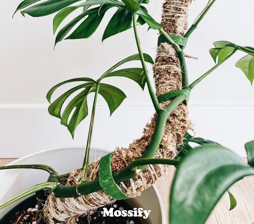 The Original Bendable Moss Pole™ - Best Seller (Pins Included)