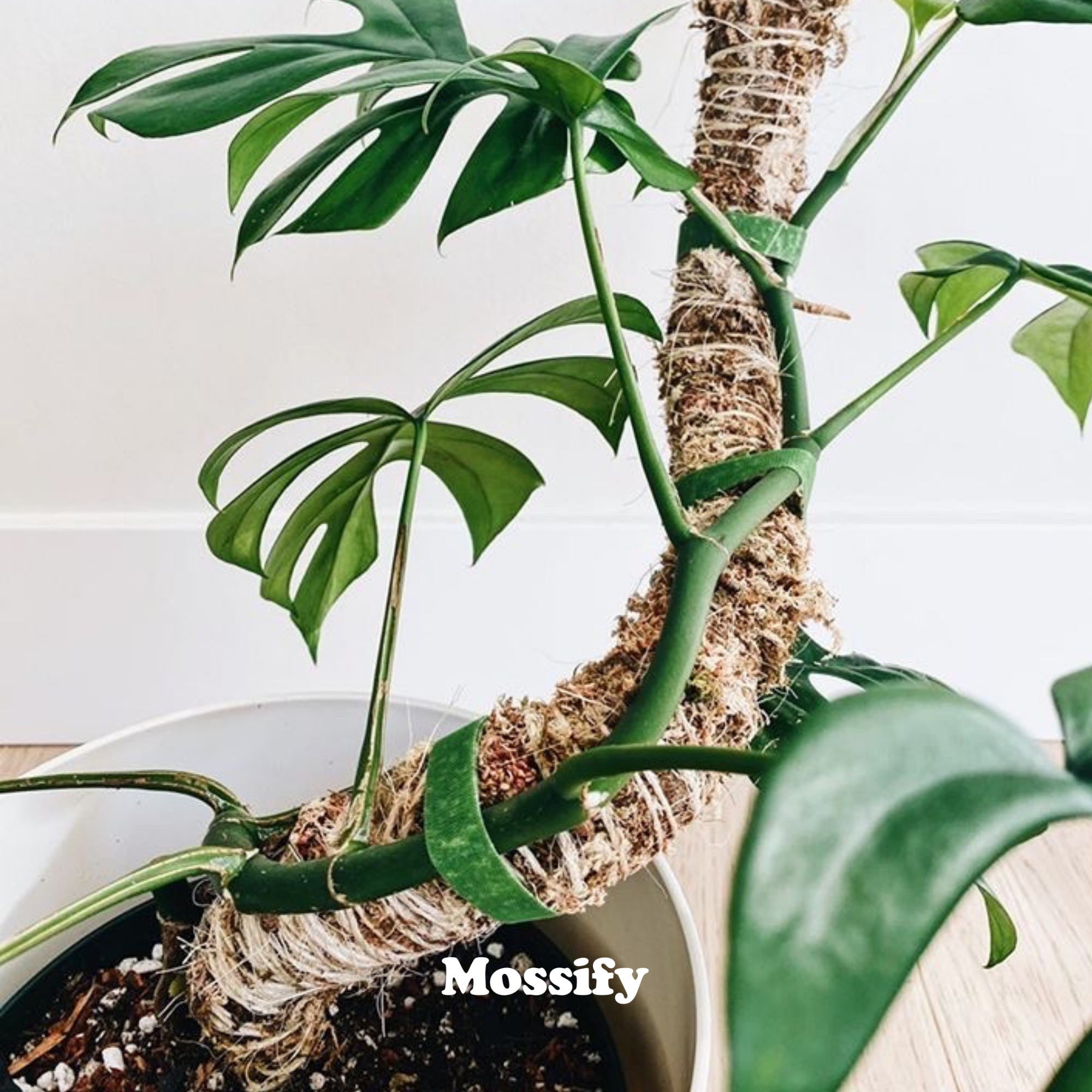 The Original Bendable Moss Pole™ - Best Seller (Pins Included) Mossify Accessories art-noise.myshopify.com the-original-bendable-moss-pole-best-seller-pins-included-1