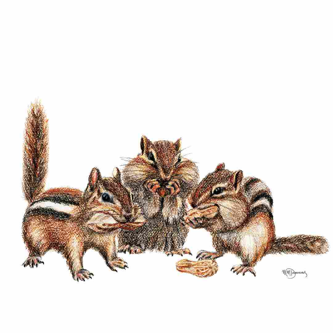 3 Chipmunks -  Colored Illustration