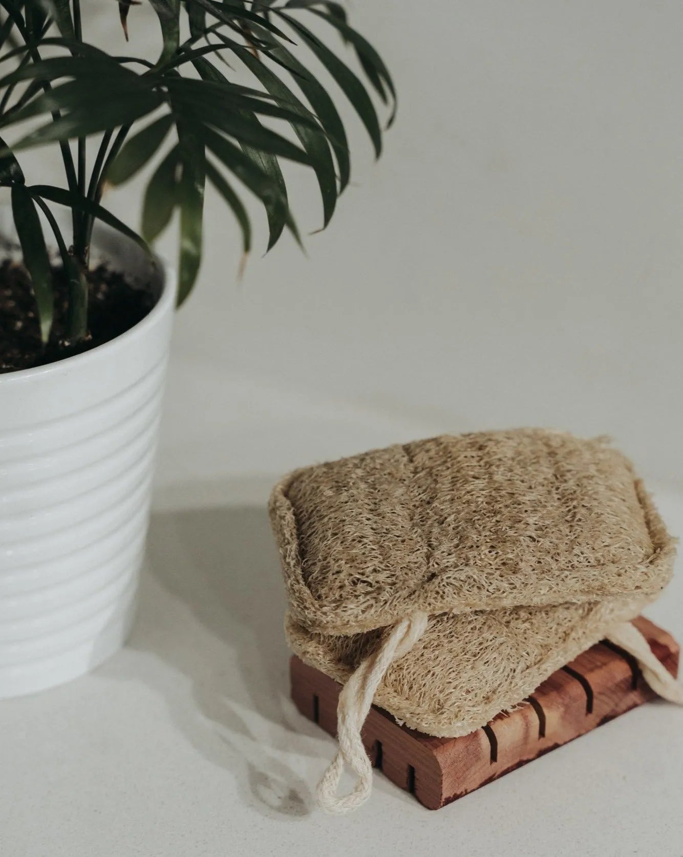 3 Pack Natural Loofah Sponge Zero Waste MVMT Bath Sponges & Loofahs art-noise.myshopify.com 3-pack-natural-loofah-sponge 3 Pack Natural Loofah Sponge Zero Waste MVMT Bath Sponges & Loofahs art-noise.myshopify.com 3-pack-natural-loofah-sponge