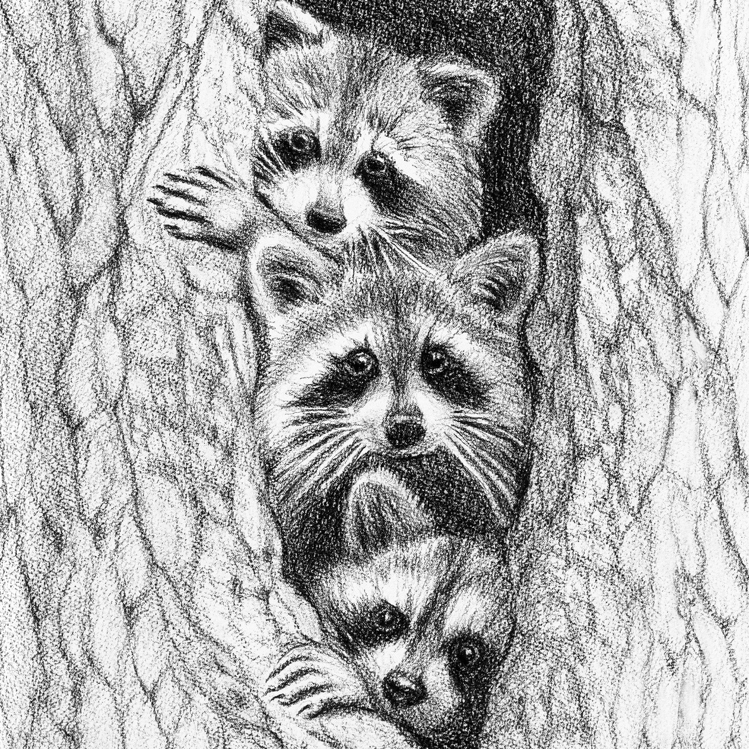 3 Raccoons in a tree